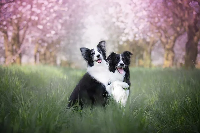 I Love Capturing The Joyful Souls Of Dogs Through My Photography (62 Pics)