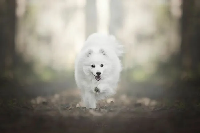 I Love Capturing The Joyful Souls Of Dogs Through My Photography (62 Pics)