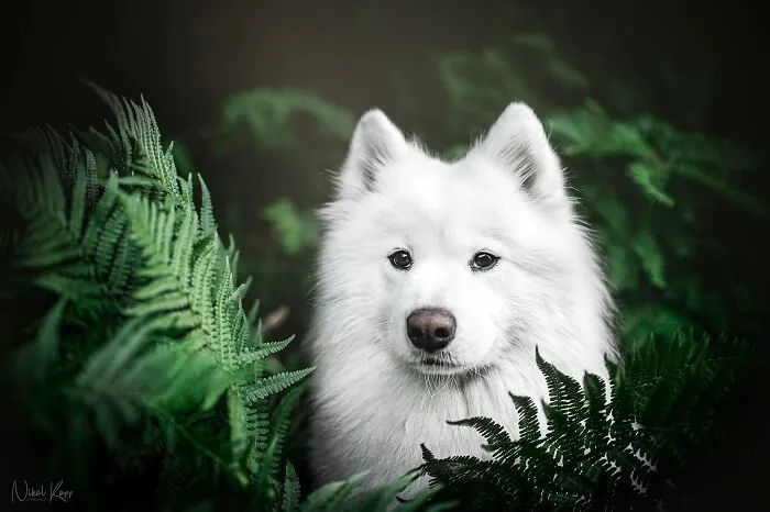 I Love Capturing The Joyful Souls Of Dogs Through My Photography (62 Pics)