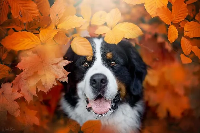 I Love Capturing The Joyful Souls Of Dogs Through My Photography (62 Pics)