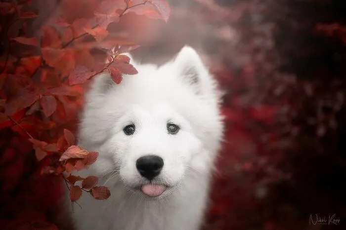 I Love Capturing The Joyful Souls Of Dogs Through My Photography (62 Pics)