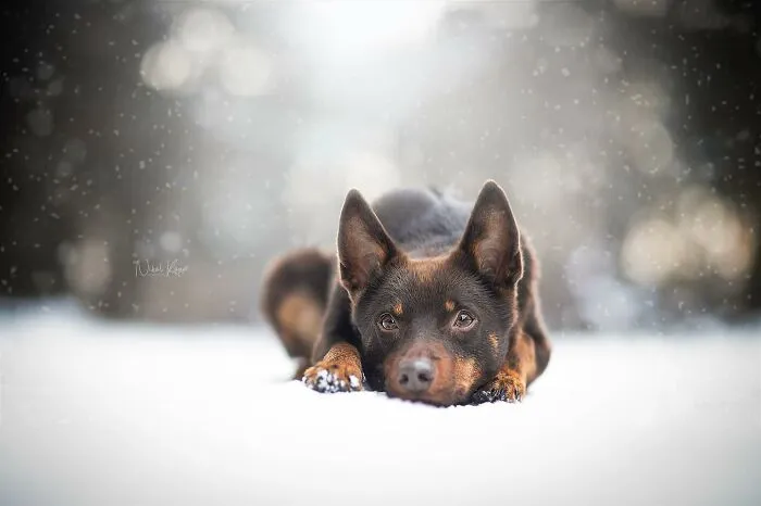 I Love Capturing The Joyful Souls Of Dogs Through My Photography (62 Pics)