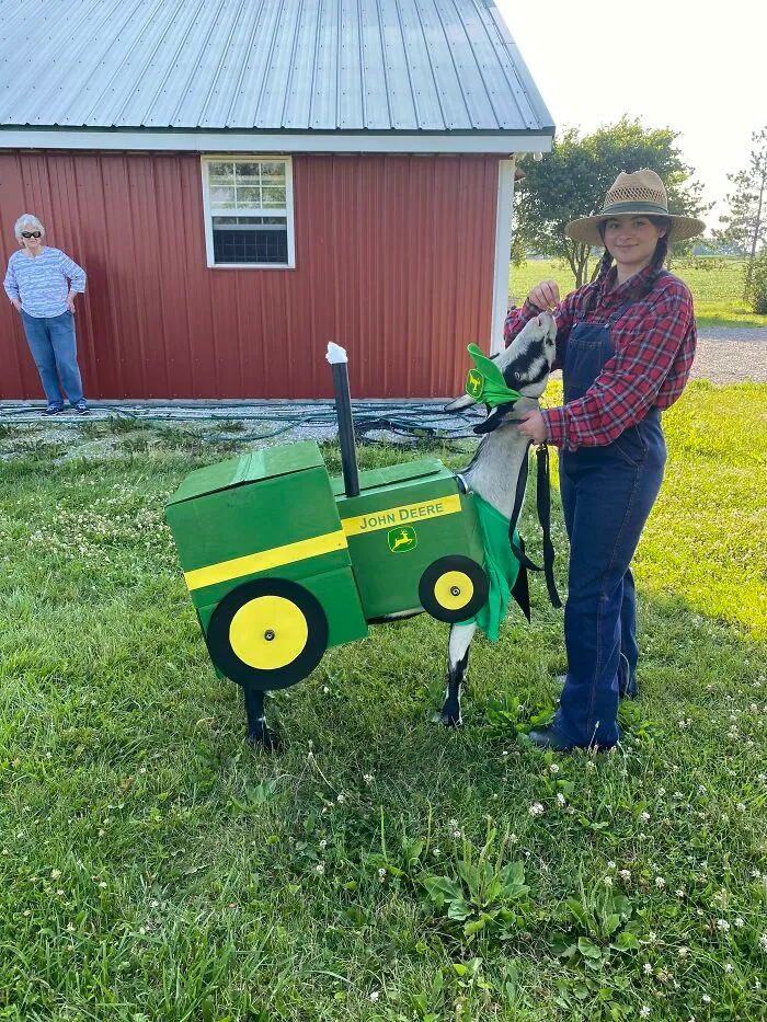 woman feeding the goat in a costume of a tractor