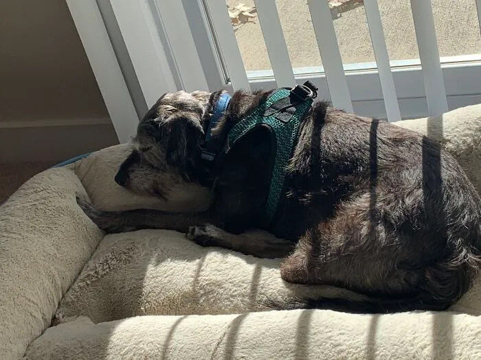 La adopción de un perro anciano discapacitado me ha robado el corazón