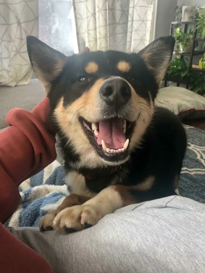 Adoptamos a este chico feliz del refugio el sábado. ¡Os presento a Echo!