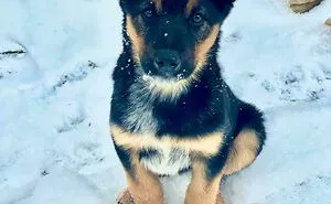 40 Soul-Healing Rescue Pet Pics To Make You Smile (March Edition)