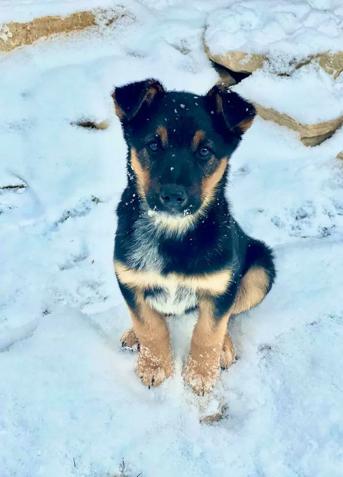 We Adopted This Darling Last Night, Her Litter Was Rescued From A New Mexico Reservation. Name Ideas?