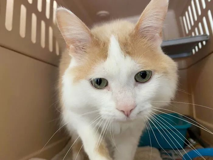 This Is Téo, A New Friend At Our Cat Shelter