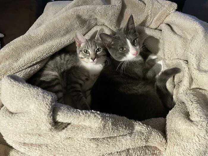 Adopted Two Kittens, Now They’re Best Friends. Meet Felix And Niko!