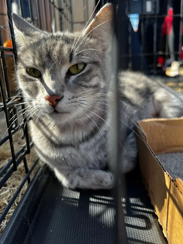 Adopted This Sweetie Today
