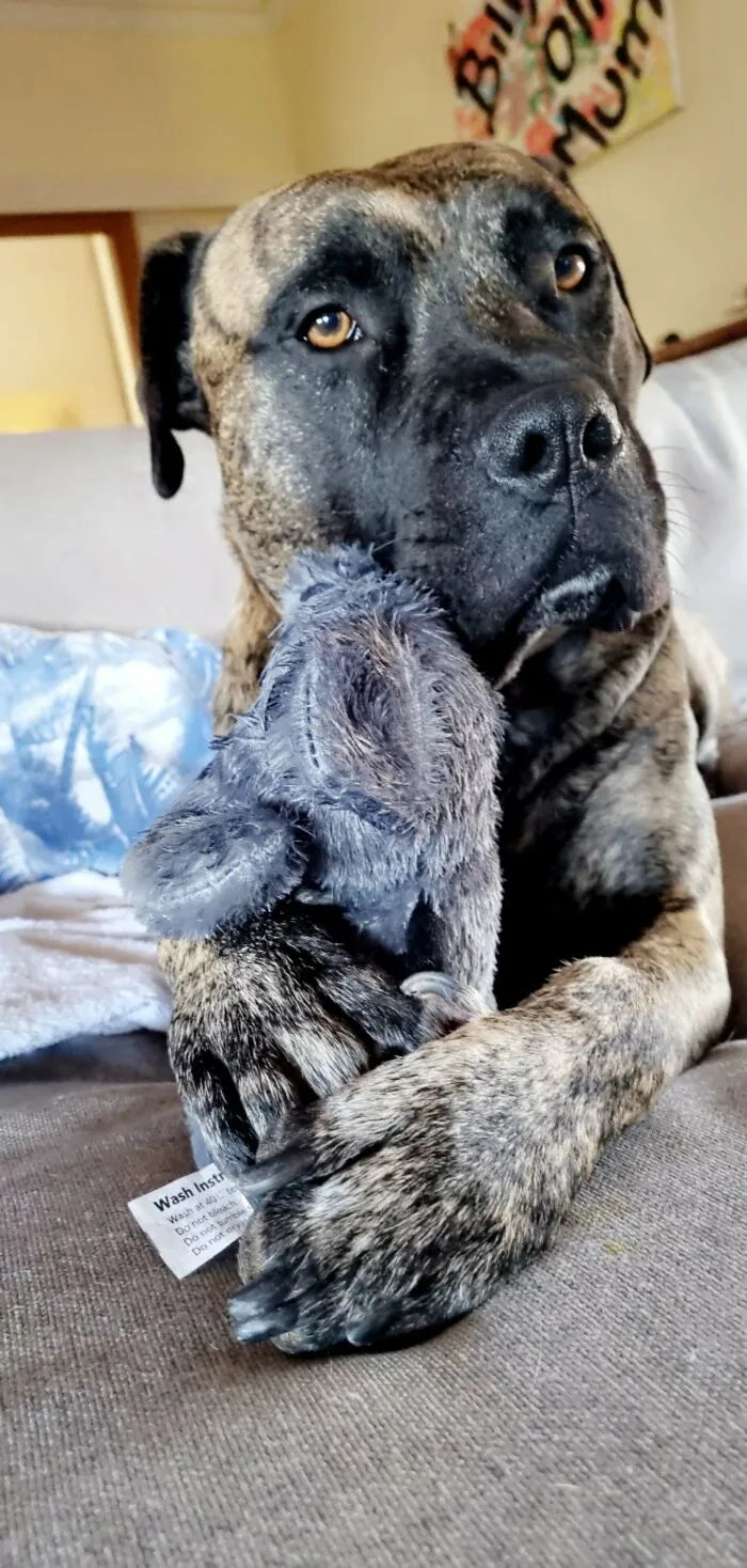 We Adopted Bosch 2 Weeks Ago, Kept Stealing The Kids Teddies So We Got Him His Own