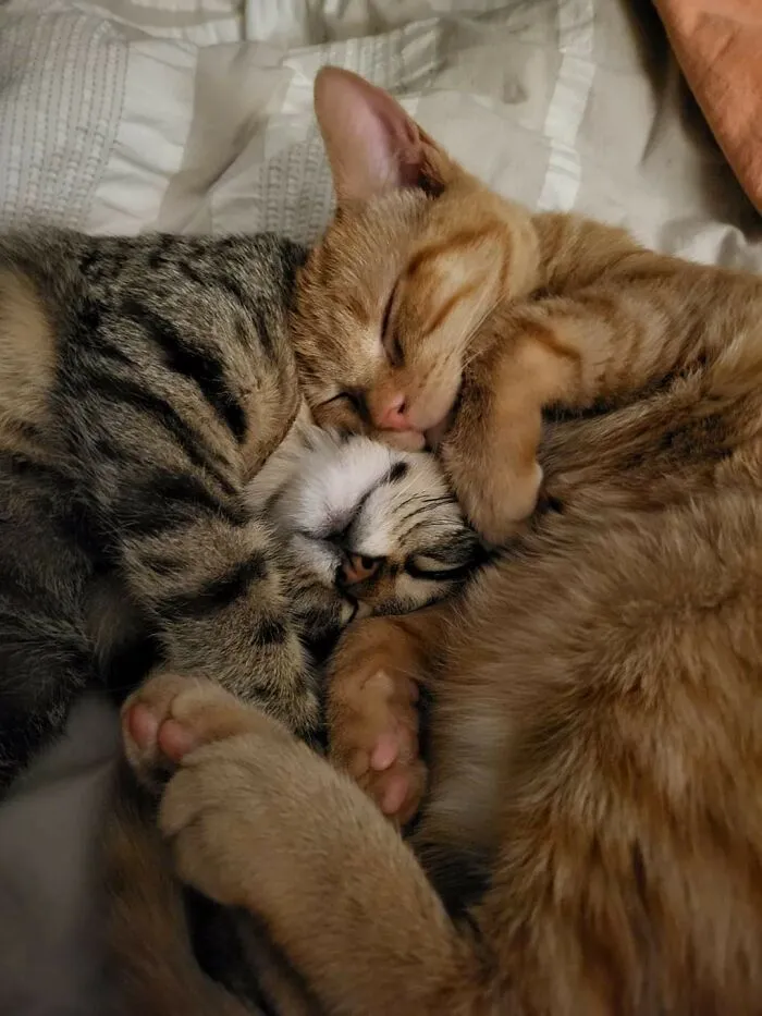 The Two Kittens We Just Adopted!