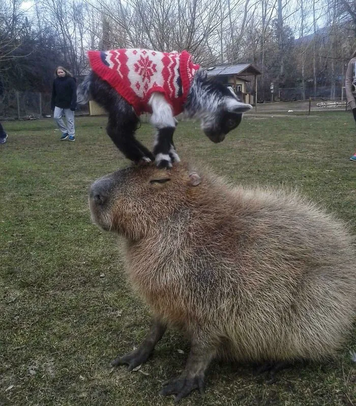 Baby Goats Do What They Want