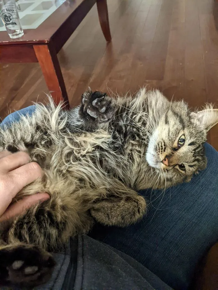 Adopted Leo 3 Days Ago. He Finally Came Out From Hiding Under The Couch