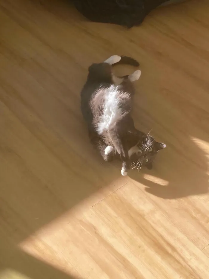 Just Adopted My First Cat, I Think He Likes It Here!
