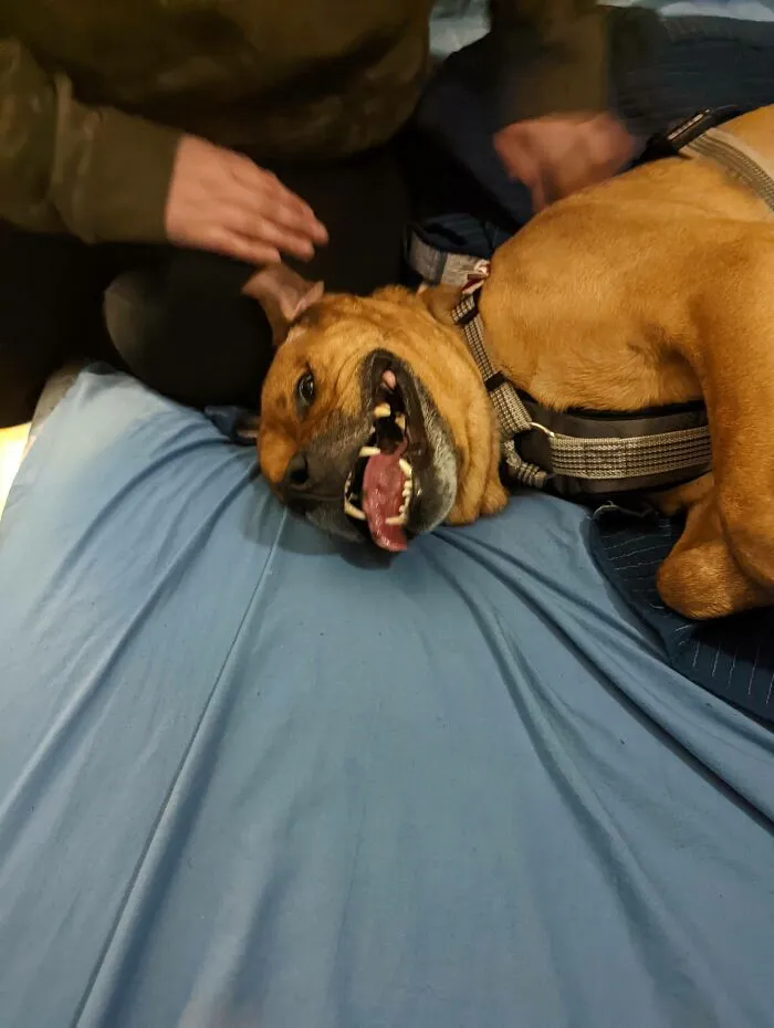 Just Adopted This Goofball