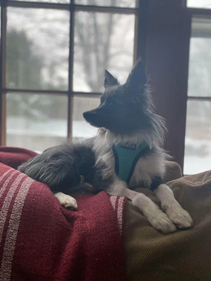 Adopted A New Dog Today. She Is Fitting In Perfectly Already