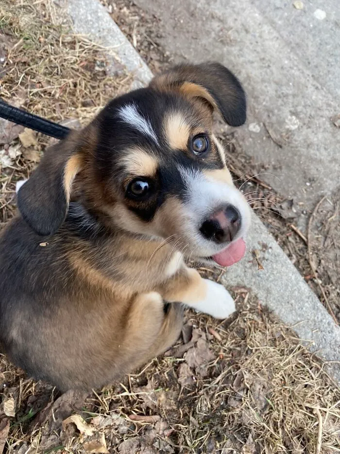 Mi vecina anciana perdió a su perro de toda la vida este invierno, pero ha adoptado un cachorro del refugio local