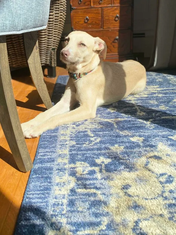 Meet Luna, I'm Finishing The Adoption Paperwork Tomorrow And Picking Her Up!