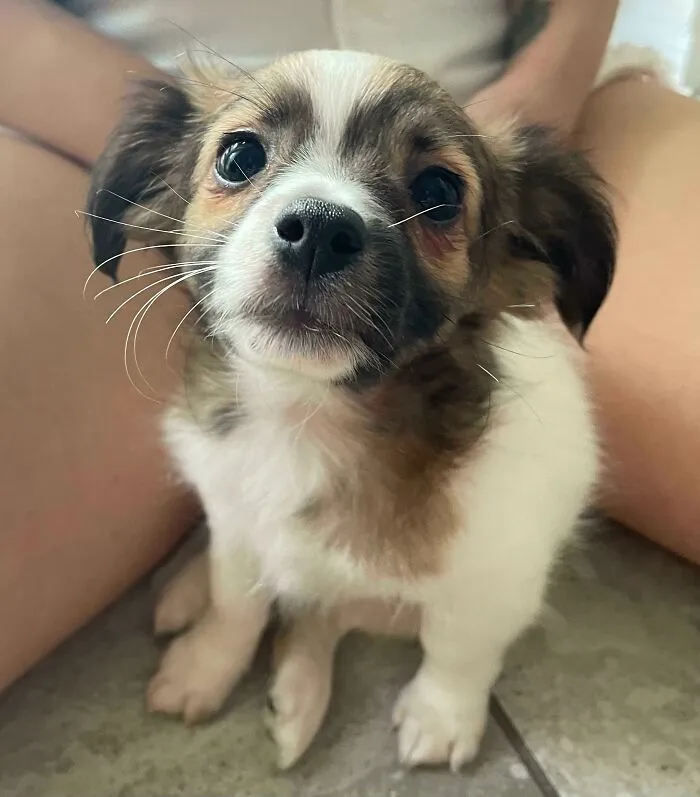 Diego
