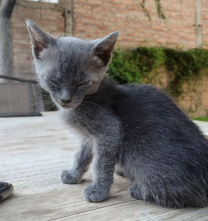 We Just Got This Little One. Her Name Is Minerva