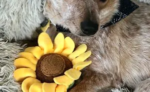 40 Soul-Healing Rescue Pet Pics To Make You Smile (March Edition)