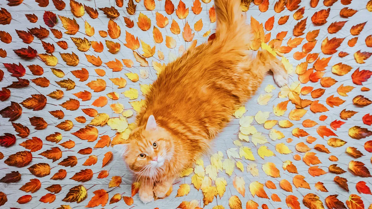 I Photograph The Adventures Of My Cat (30 Pics)