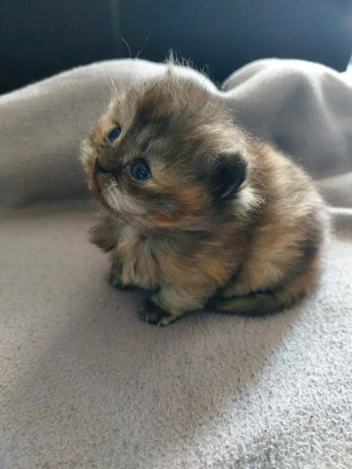  ¡Mira a la monada que voy a adoptar! Estoy tan enamorada
