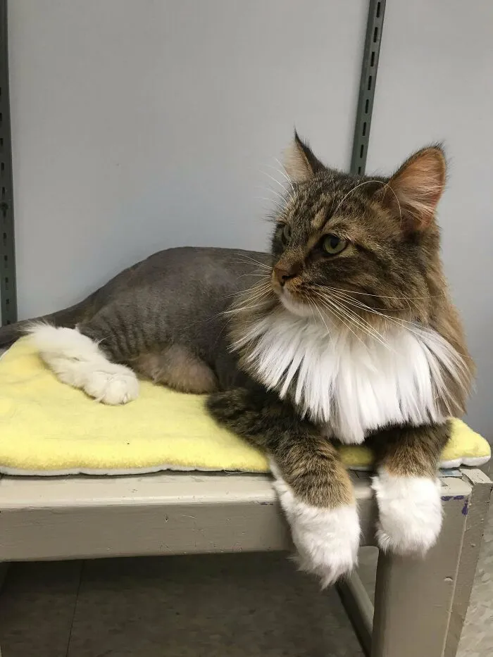 We Got Him From A Local Shelter 