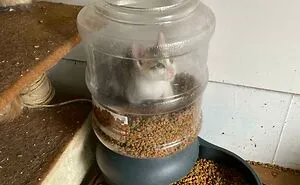 50 Hilarious Examples Of Pets Being Caught Red-Pawed When Stealing Food (New Pics)