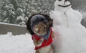 Hey Pandas, Post A Pic Of Your Pet Being Silly (Closed)