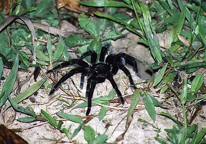 Tarantulas