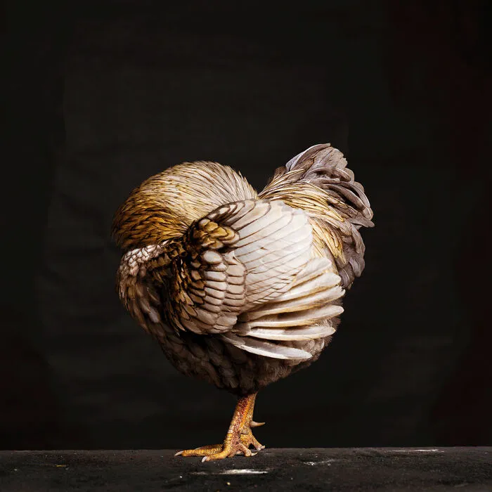 Here Are 15 Photos By This Artist That Reveal How Hens And Roosters Are Walking Pieces Of Art