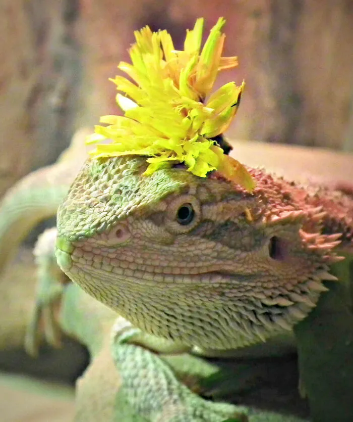 Flower Power