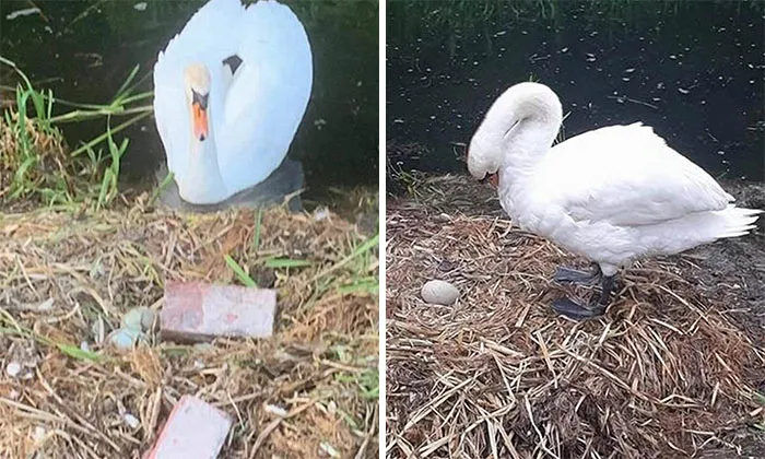 Swan 'Dies From A Broken Heart' After Teenagers Destroy Nest And Eggs