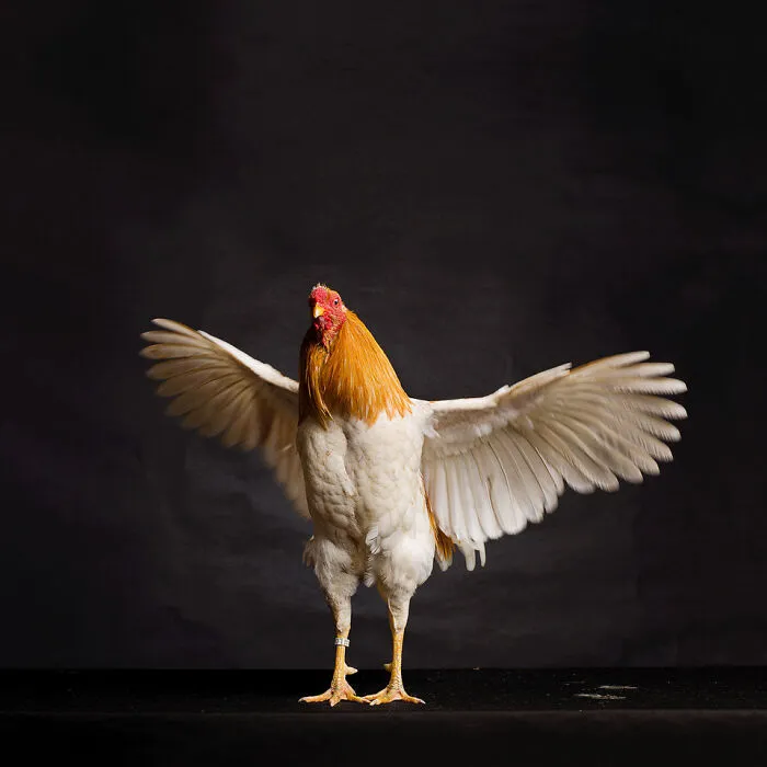 Here Are 15 Photos By This Artist That Reveal How Hens And Roosters Are Walking Pieces Of Art