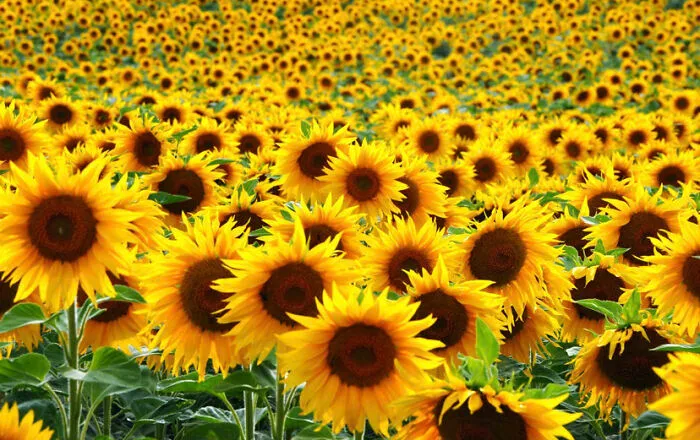 A Field Of Sunflowers Is The New Field Of Poppies During These Tumultuous Times We Live In. In My Heart I Hope That The War Stops. We, Mothers, Do Not Raise Our Sons To Kill And Get Killed. My Heart Goes Out To The People Of Ukraine And To Russians Who Never Want To Take Part Of This Carnage.