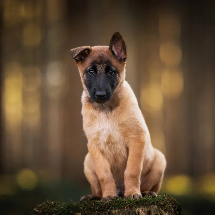 15 Dog Pictures I’ve Captured During Golden Hour