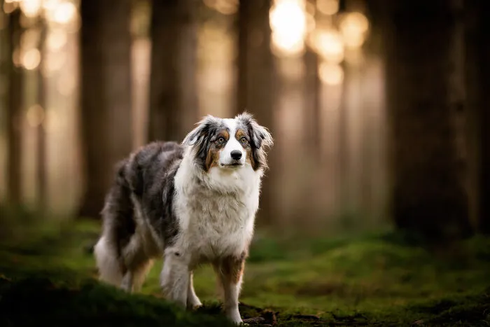 15 Dog Pictures I’ve Captured During Golden Hour