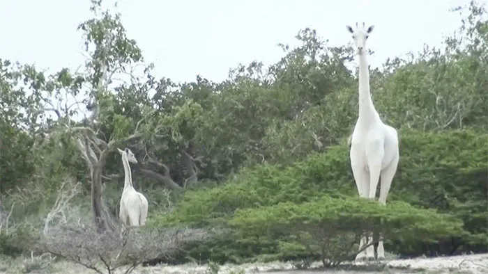 Cazadores furtivos asesinaron a la única jirafa blanca de Kenia y a su cría