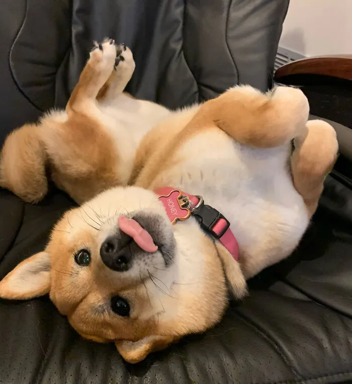 My Dog