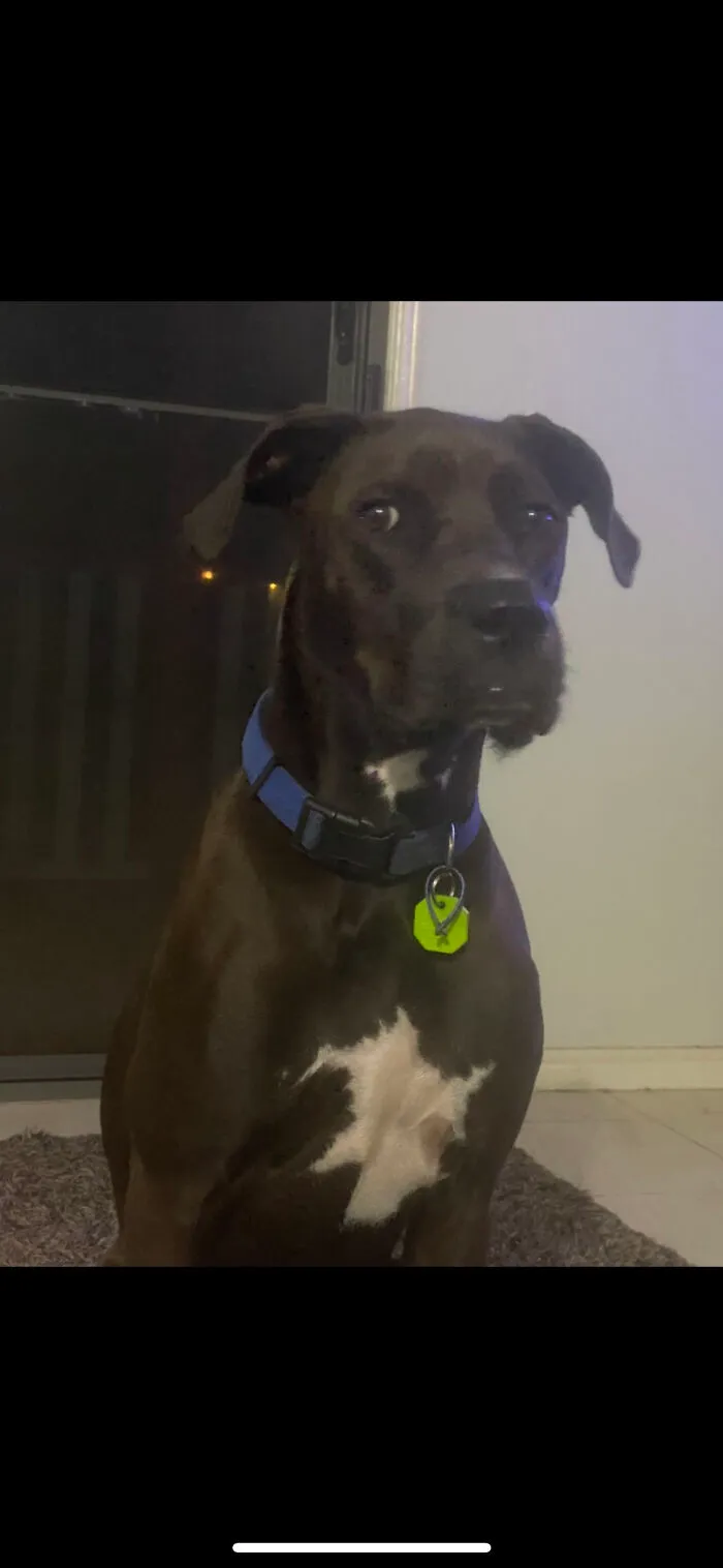 He Had A Tennis Ball He Chewed It Up I Put In The Bin And Now I’m A Bad Person