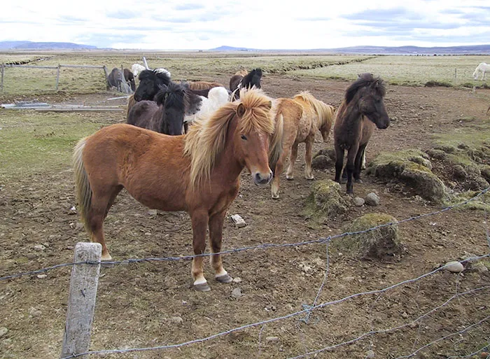 The Mysterious Case Of The Dismembered Horse Leg
