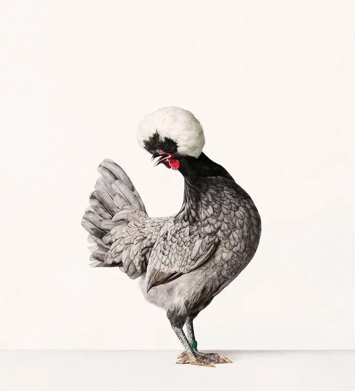 Here Are 15 Photos By This Artist That Reveal How Hens And Roosters Are Walking Pieces Of Art
