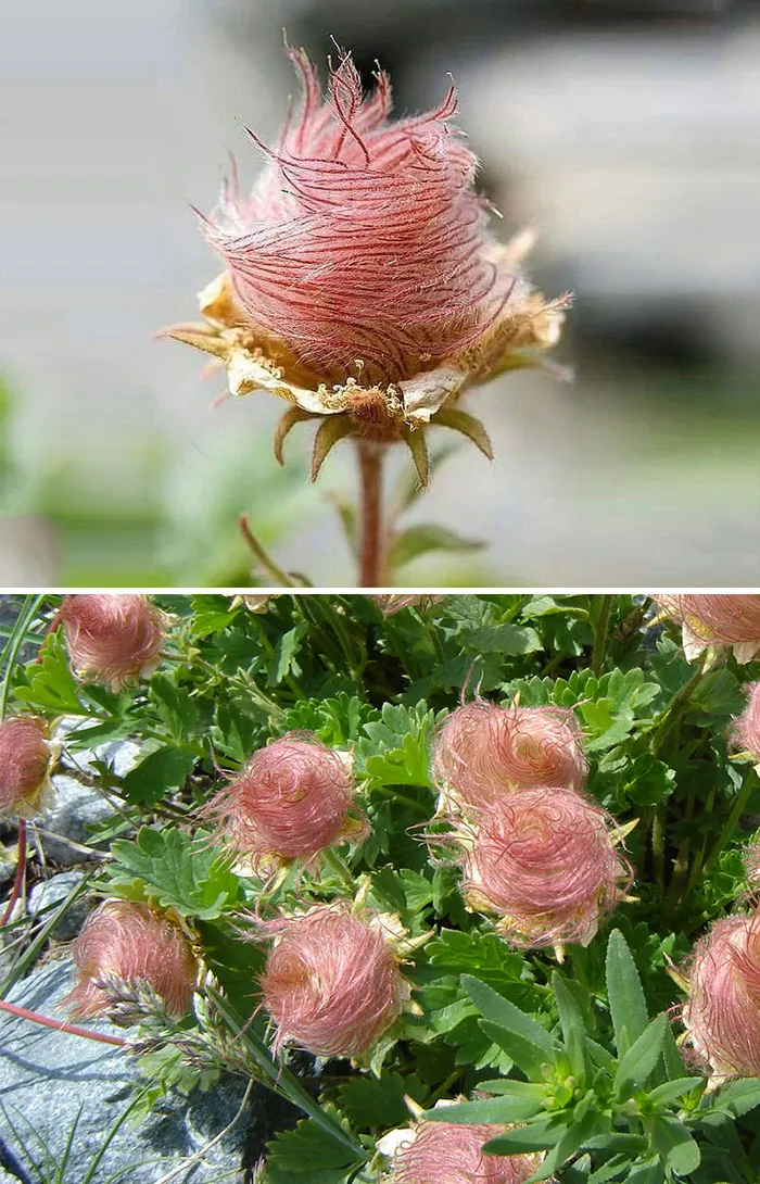 ¿Qué es esta flor?