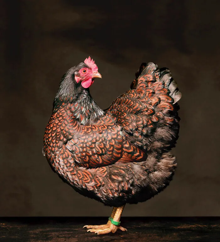 Here Are 15 Photos By This Artist That Reveal How Hens And Roosters Are Walking Pieces Of Art