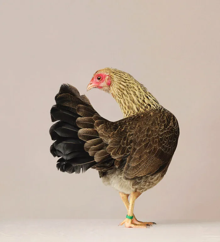 Here Are 15 Photos By This Artist That Reveal How Hens And Roosters Are Walking Pieces Of Art