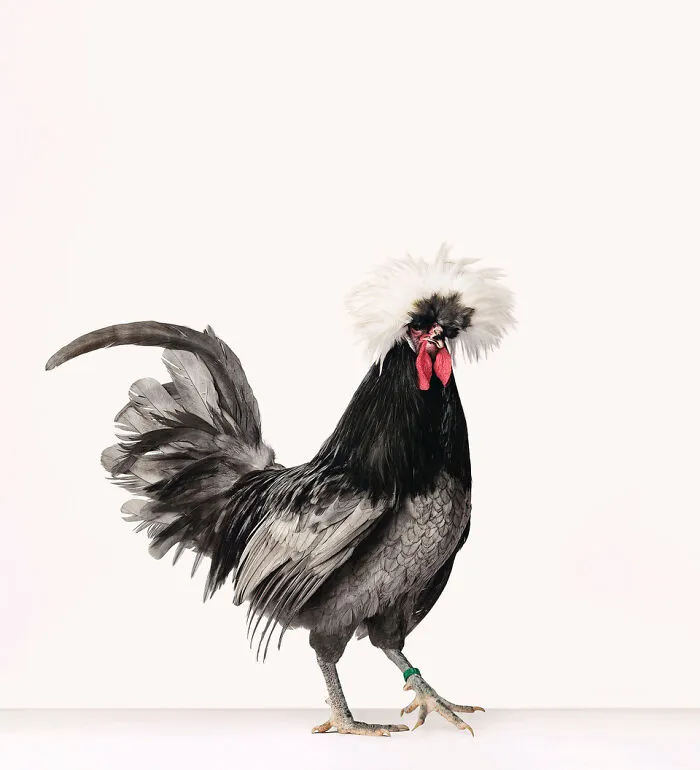 Here Are 15 Photos By This Artist That Reveal How Hens And Roosters Are Walking Pieces Of Art