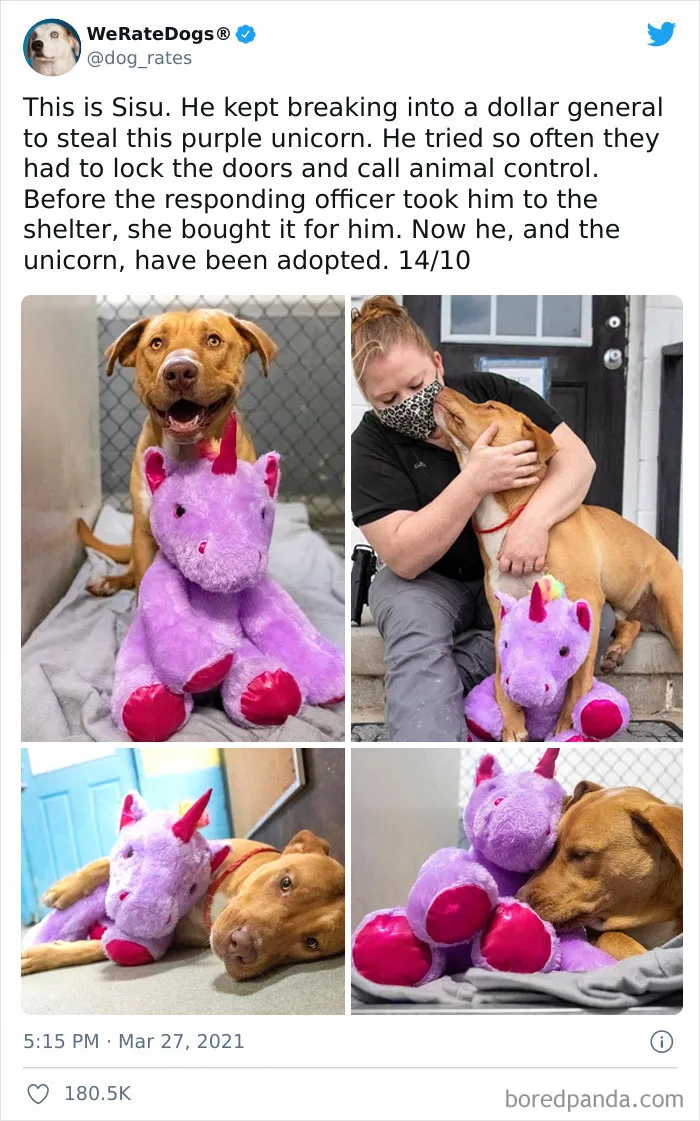 This Twitter Account Rates People's Dogs And It's Hilarious (50 New Pics)