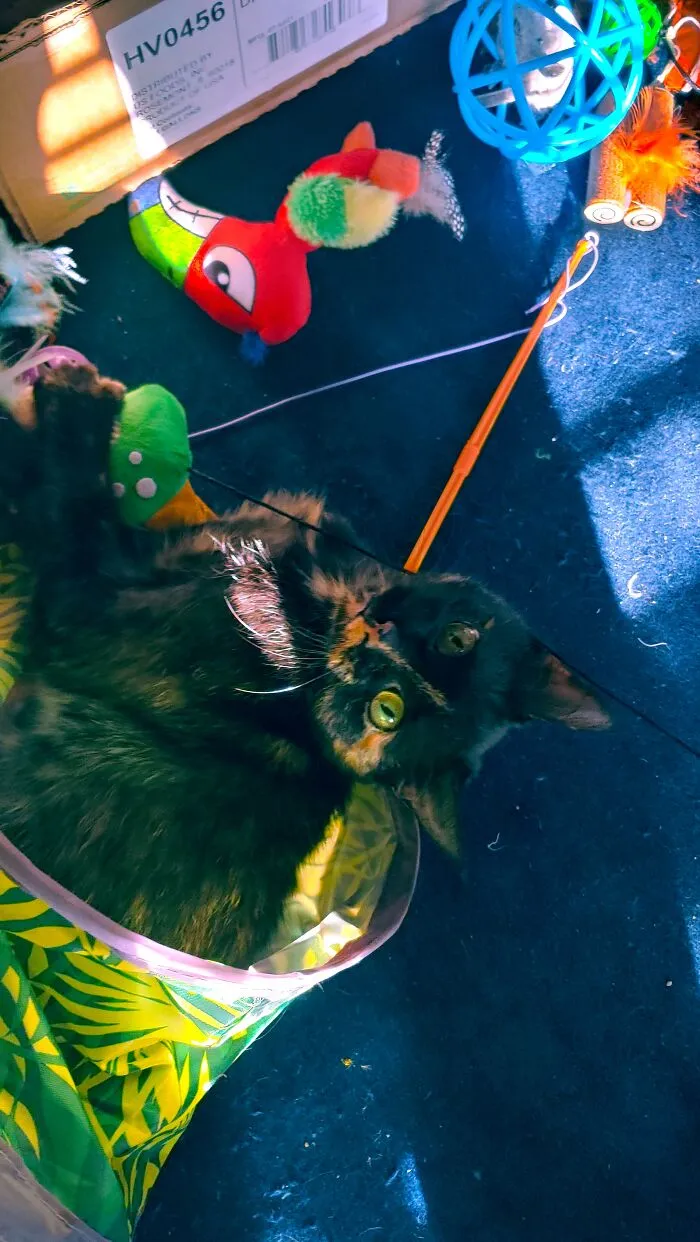 Cinder's 1st Time Playing After 6 Weeks Of Bringing Her Back To Health.